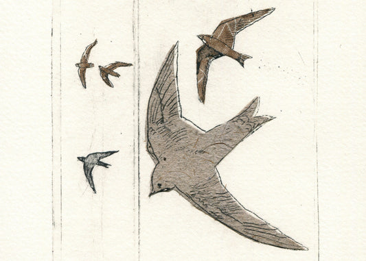 Illustration print of swifts circling in mid-air